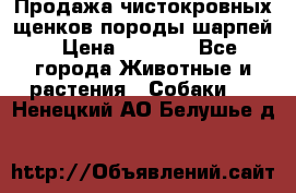 Продажа чистокровных щенков породы шарпей › Цена ­ 8 000 - Все города Животные и растения » Собаки   . Ненецкий АО,Белушье д.